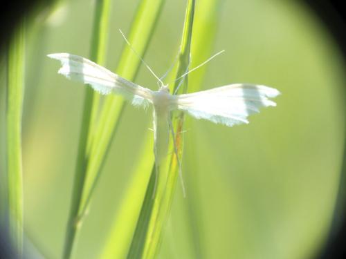 Réf. 274 327 : Pterophorus pentadactyla